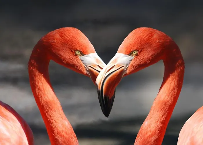 Apartament Playa Locos Torrevieja