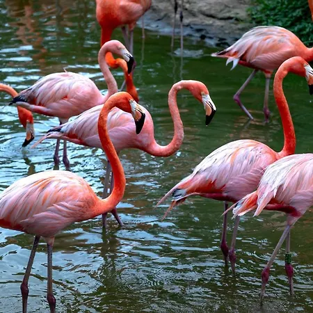 Appartement Playa Locos *