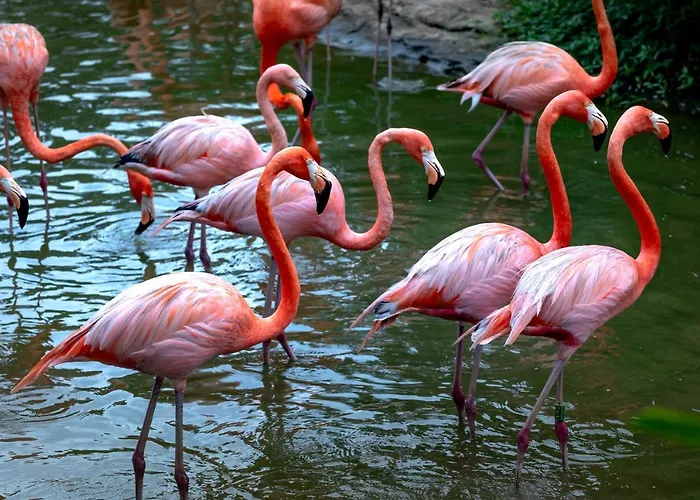 Apartament Playa Locos *