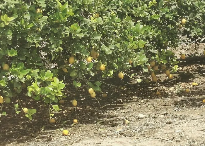 Apartament Playa Locos *